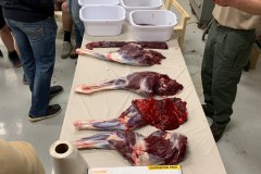 deer-lab-10