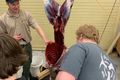 deer-lab-3