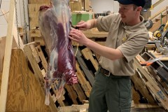 deer-lab-5