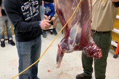 deer-lab-6