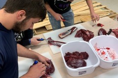 deer-lab-9