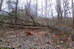 2-deer-12-5