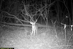 Big-Buck
