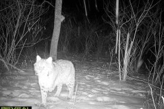 Bobcat-1-27-22