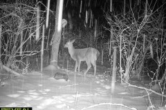Deer-Feeder-3