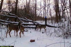 Deer-feeder-1