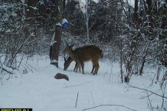 Deer-feeder-2