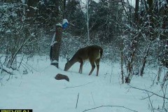 Deer-feeder-4