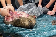Eastern-HS-beaver-skinning