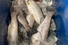 Trout-fishing-3