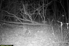 bobcat