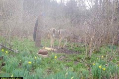 deer-2