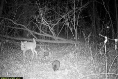 deer-and-coon