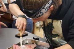 Game-speicies-disection